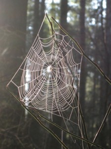 Spider web photo by Christina Nienaber-Roberts